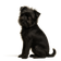 Affenpinscher