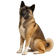 Akita Americano