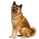 Akita