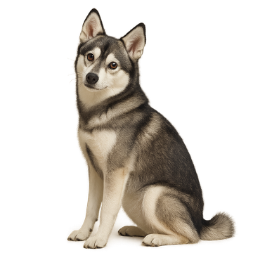 Alaskan Klee Kai