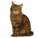 American Bobtail