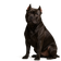 American Bully