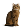 American Curl