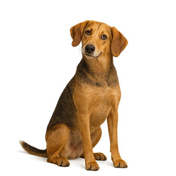 American Foxhound