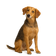 American Foxhound