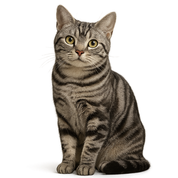 American Shorthair