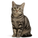 American Shorthair