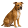 American Staffordshire Terrier