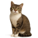 American Wirehair