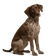 Antiguo Perro de Muestra Danés