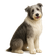 Antiguo Perro de Pastor Inglés