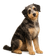 Aussiedoodle