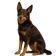 Australian Kelpie