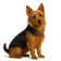 Australian Terrier