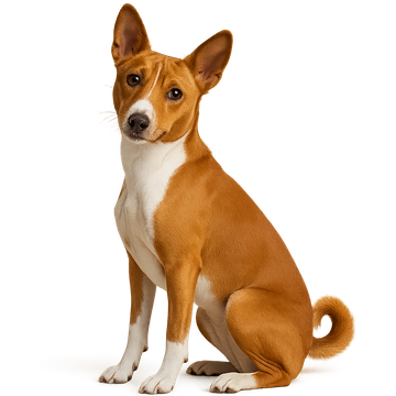 Basenji