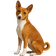 Basenji