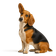 Basset Artesiano de Normandía