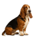 Basset Hound
