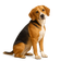 Beagle-harrier