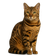 Bengalí