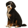Bernedoodle