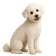 Bichon de Pelo Rizado