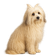 Bichon Habanero