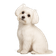 Bichón Maltés