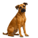 Black Mouth Cur