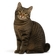 Bobtail de Carelia