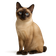 Bobtail de Mekong