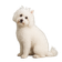 Bolognese