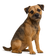 Border Terrier