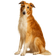 Borzoi - Lebrel Ruso Para la Caza