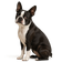Boston Terrier