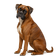Bóxer