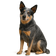 Boyero Australiano