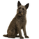 Boyero de las Ardenas