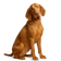 Bracco Italiano