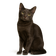 Brazilian Shorthair