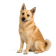 Buhund Noruego
