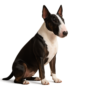 Bull Terrier