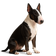 Bull Terrier