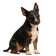 Bull Terrier Miniatura