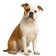 Bulldog Americano (American Bulldog)