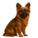 Bulldog Francés Fluffy