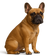 Bulldog Francés