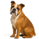 Bulldog Inglés