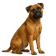 Bullmastiff