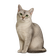 Burmilla